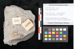 Foto (Objekt + Etikett) von Asterocarpus meriani Br. (NHMW-GEO-2024-0188-10496)